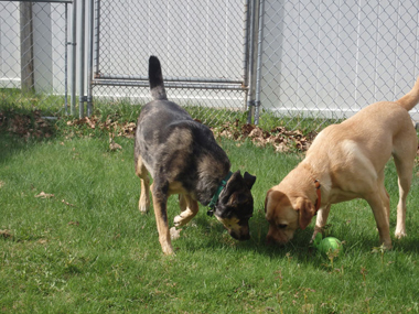 Haggett Hill Kennel